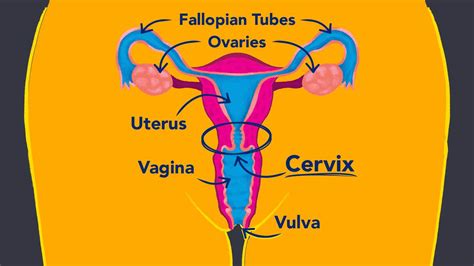 Once inside the female genital tract, the sperm must travel through the cervix into the uterus. . How long does it take for sperm to reach the cervix